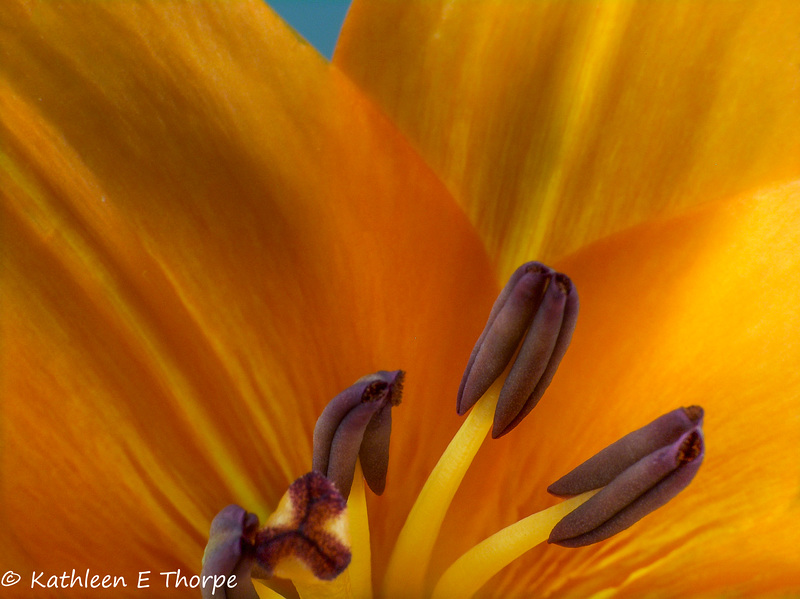 Lily Stamen Pistil Anther