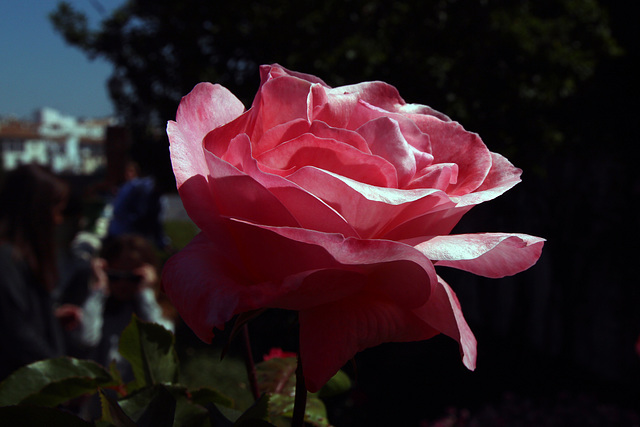 Rose in Ronda