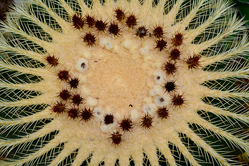 Leipzig 2019 – Botanischer Garten – Golden barrel cactus