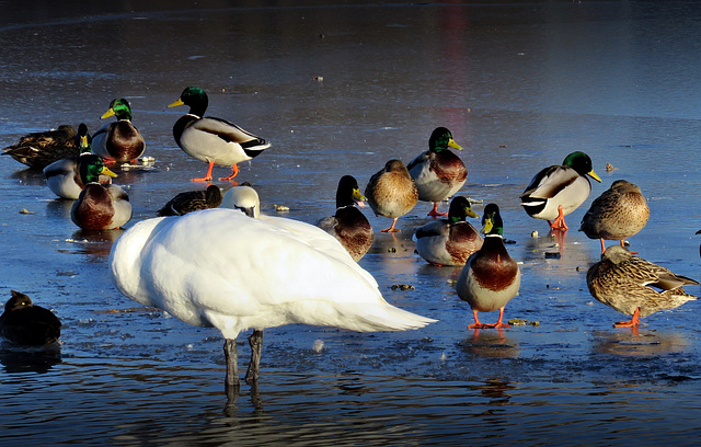 Water fowl shimmering in evening sunlight. Nymphenburg Palace.