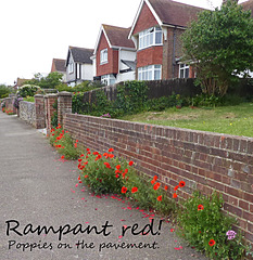 Poppies on the pavement East Blatchington - 7 6 2021