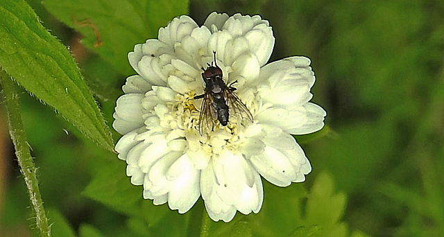 20230626 1353CPw [D~LIP] Mutterkraut (Tanacetum parthenium) Fliege, Bad Salzuflen