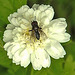 20230626 1353CPw [D~LIP] Mutterkraut (Tanacetum parthenium) Fliege, Bad Salzuflen