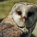 20230728 3313CPw [D~HF] Schleiereule (Tyto alba), Tierpark Herford