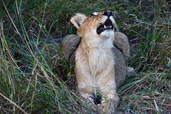 Zimbabwe, Yawning Lioness in Hwange National Park