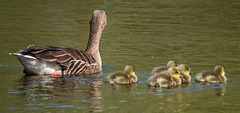 Greylag goose family