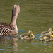 Greylag goose family