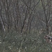20250524-20250525_Benneckenstein+Wanderung Tanne bis Elbingerode