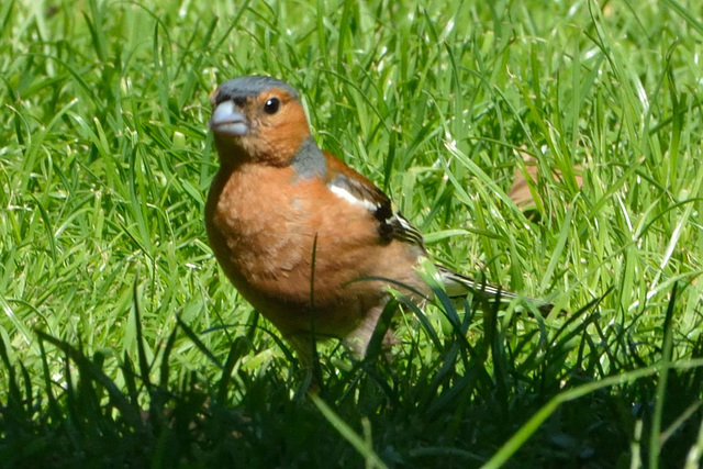 Chaffinch m (Fringilla coelebs)