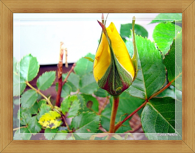 Rose Bud.