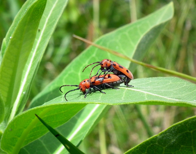 longicorne de l'asclépiade / red milkweed beetle