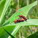 longicorne de l'asclépiade / red milkweed beetle