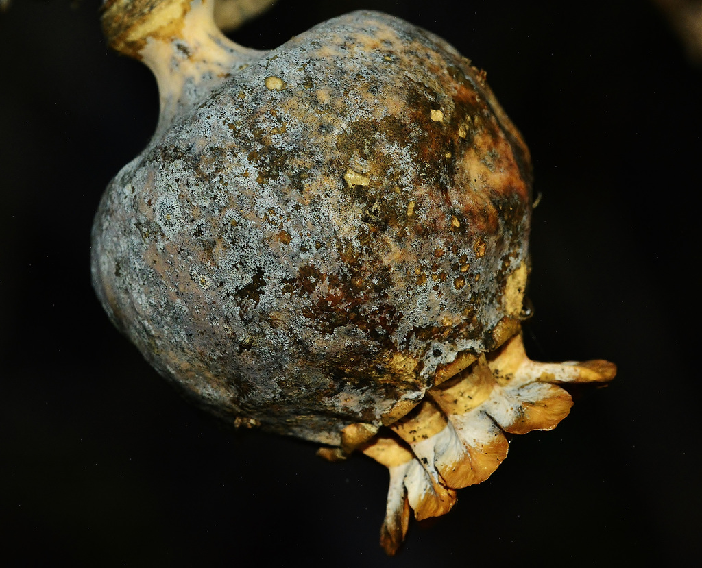 Poppy Seed Head