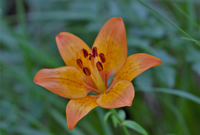 lilium