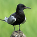 Black Tern / Chlidonias niger