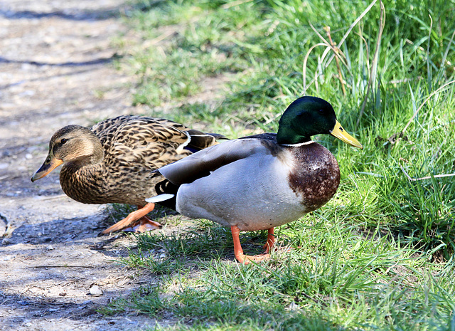 'Besser wir gehen hier entlang.'