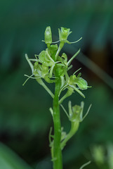 Liparis loeselii (Loesel's Twayblade orchid)