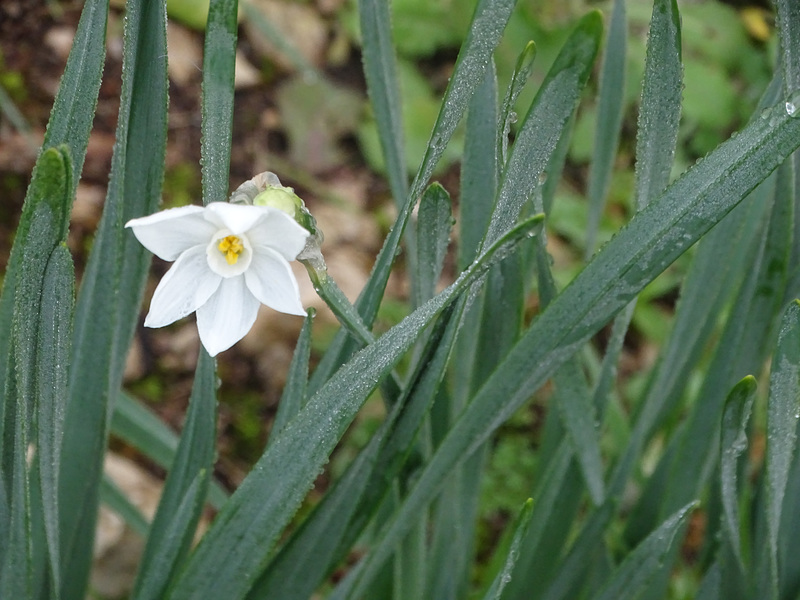 La 1ere narcisse....pour vous souhaiter une Bonne et Heureuse Année sur Ipernity