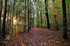 Herbstlicher Wald am ehem. Zechengelände Constantin 6/7 (Bochum-Grumme) / 11.11.2023