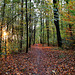 Herbstlicher Wald am ehem. Zechengelände Constantin 6/7 (Bochum-Grumme) / 11.11.2023