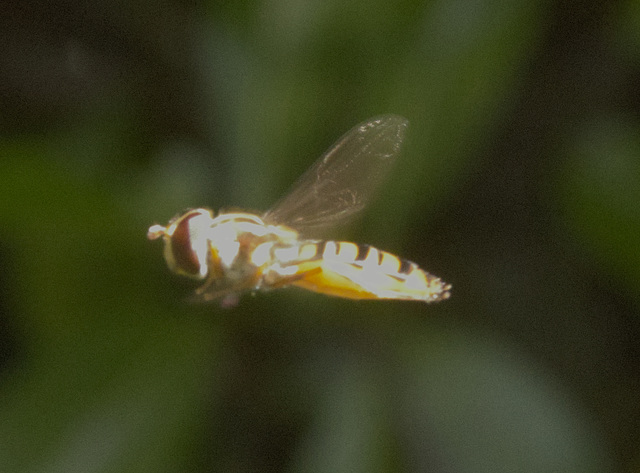 IMG 9396 Hoverfly