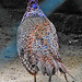 20230728 3316CPw [D~HF] Fasan (Phasianus colchicus), Tierpark Herford