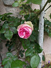 Bientôt le temps des roses / Roses soon [EXPLORER]