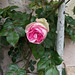 Bientôt le temps des roses / Roses soon [EXPLORER]