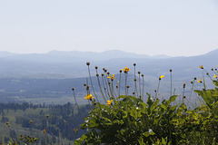 Arrowleaf Balsamroot Arrowleaf Balsamroot