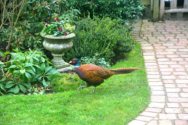 Common Pheasant 02 (Phasianus colchicus)