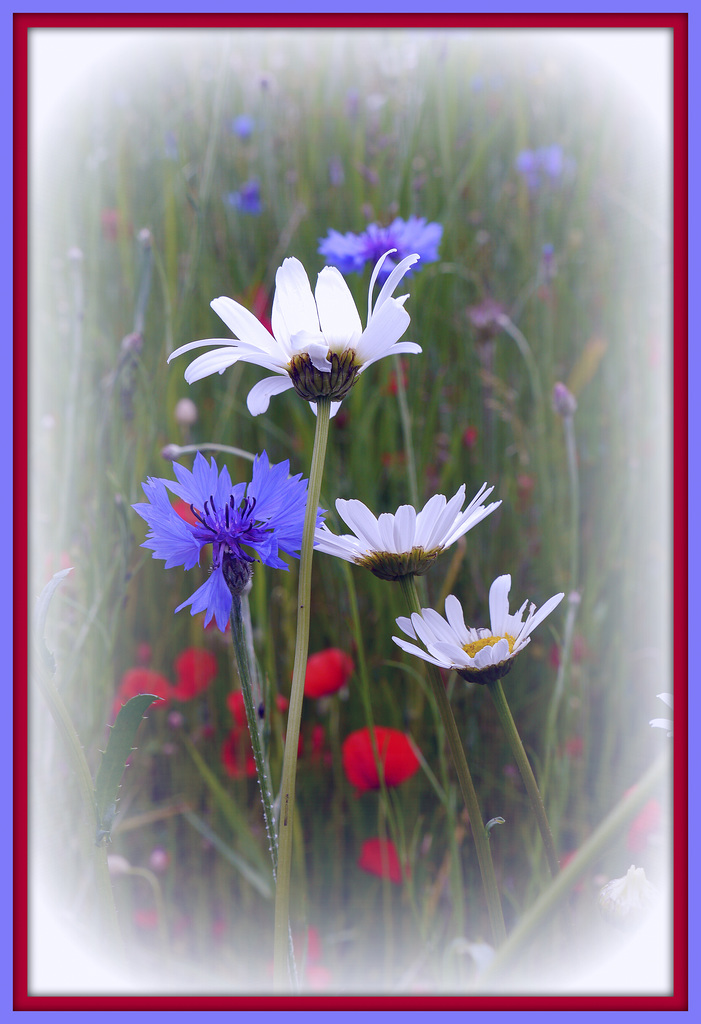 Feldblumen Straus