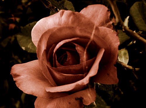 Old rose