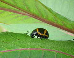 chrysomèle de l'asclépiade / milkweed labidomera