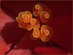 Begonia stamens