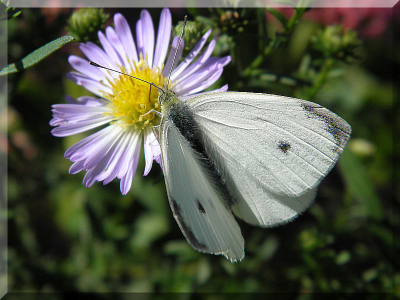 Papilio