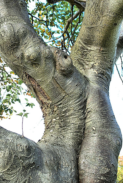 Sensuous Tree