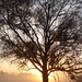 Baum und Morgensonne