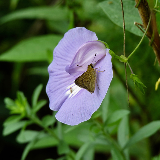 Centrosema virginianum w/ unidentified skipper butterfly