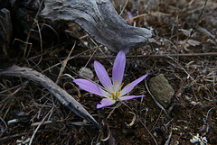 Merendera filifolia