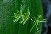 Liparis loeselii (Loesel's Twayblade orchid)