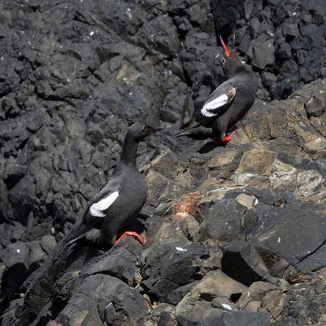 Pigeon Guillemots