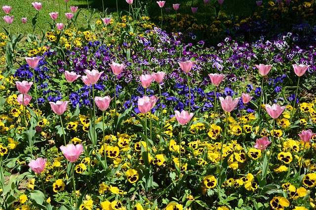 Bulgaria, Blagoevgrad, Flowers in the Park of Bachinovo Bulgaria, Blagoevgrad, Flowers in the Park of Bachinovo