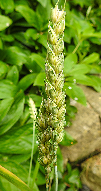 20230626 1359CPw [D~LIP] Saat-Weizen (Triticum aestivum), Bad Salzuflen