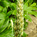 20230626 1359CPw [D~LIP] Saat-Weizen (Triticum aestivum), Bad Salzuflen