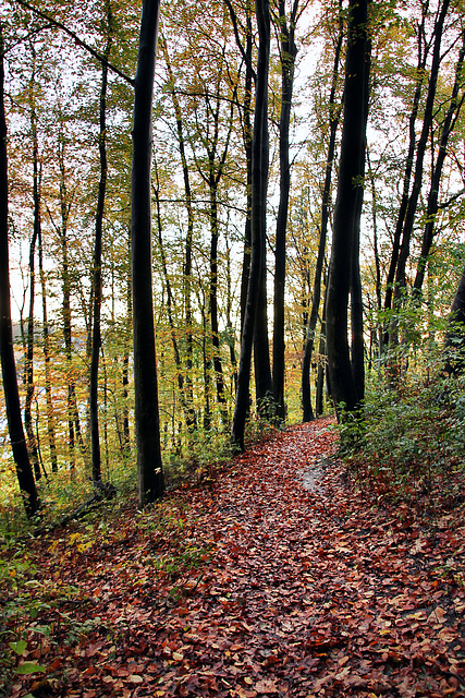 Weg am Kötterberg (Bochum-Grumme) / 11.11.2023