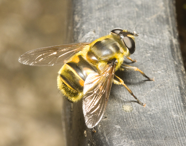 IMG 9416 BatmanHoverfly