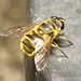 IMG 9416 BatmanHoverfly