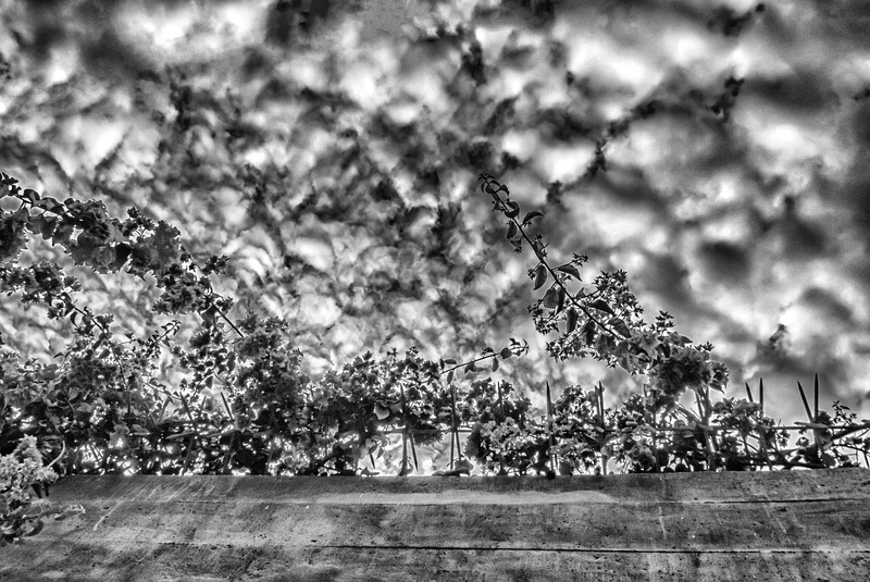 fence and bouganvillia hdr like bw