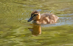 Mallard chick