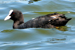 Coot (Fulica atra)